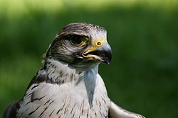 Sakerfalke-falco-cherrug-02.JPG