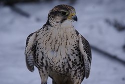 Sakerfalke-falco-cherrug-03.JPG