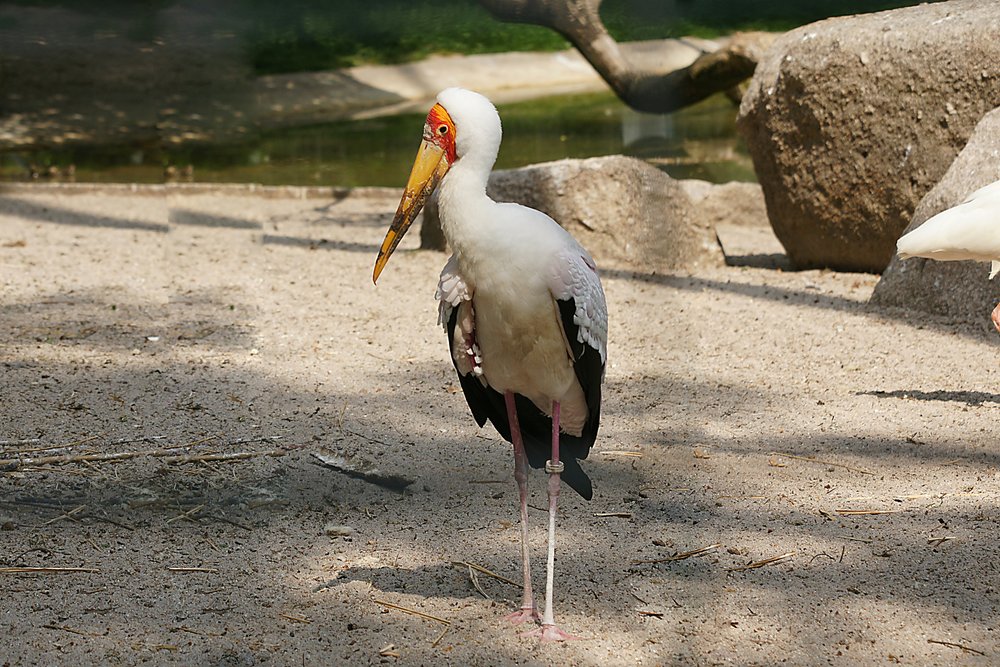 Sattelstorch-003.jpg