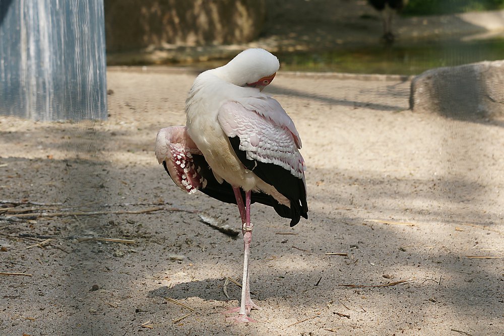 Sattelstorch-004.jpg