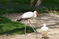 Sattelstorch-001.jpg