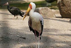 Sattelstorch-002.jpg