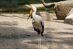 Sattelstorch-003.jpg
