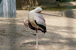 Sattelstorch-004.jpg