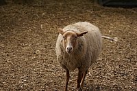 DSC04989.JPG