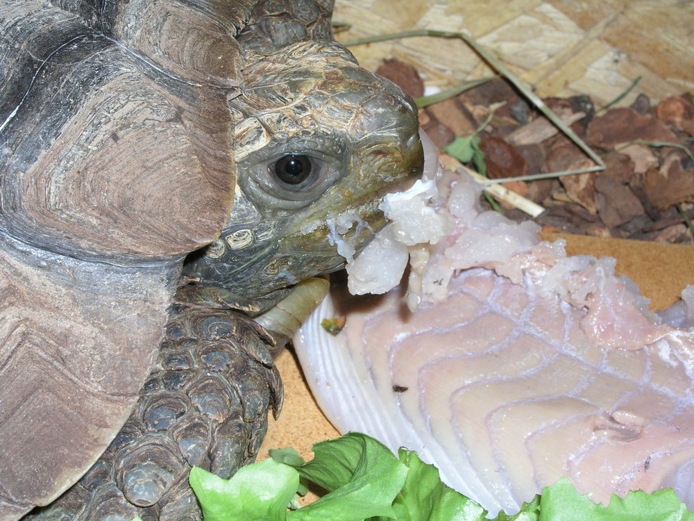 Schildkroete-001.JPG