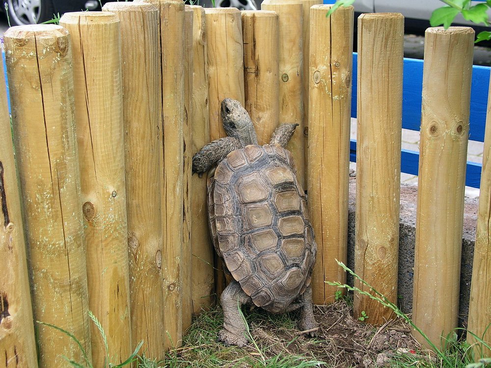Schildkroete-004.jpg