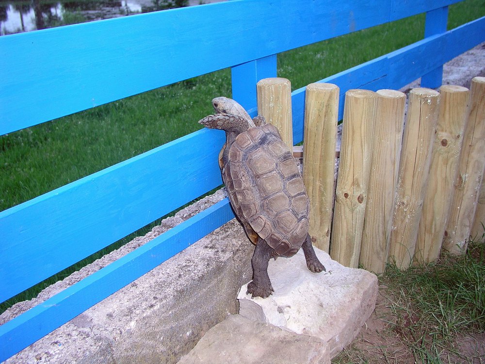 Schildkroete-005.jpg