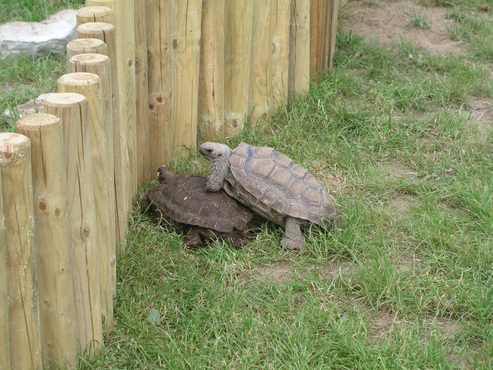 Schildkroete-006.JPG