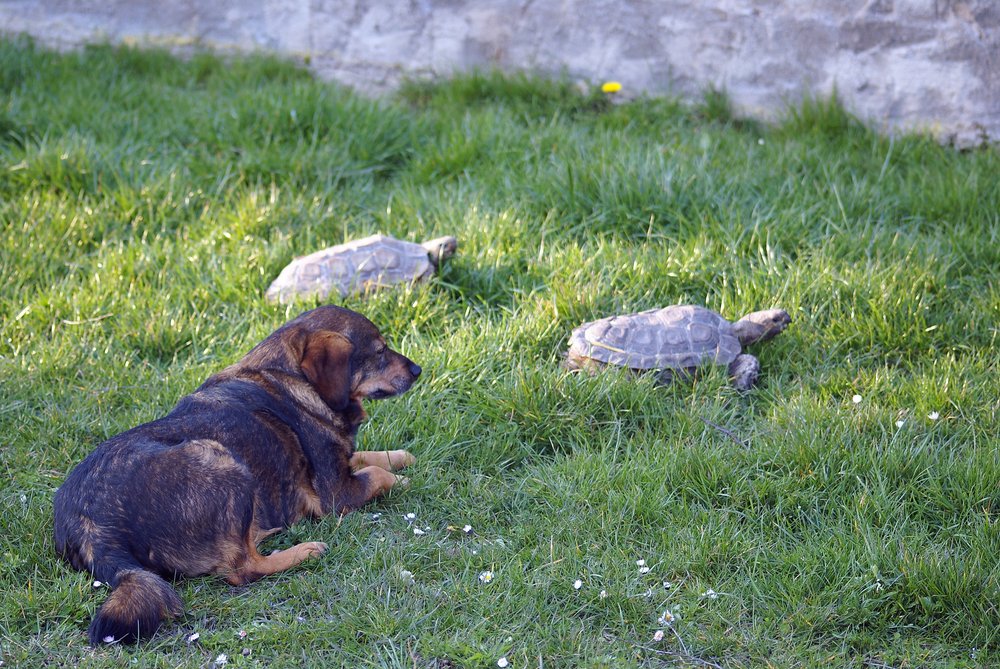 Schildkroete-008.jpg