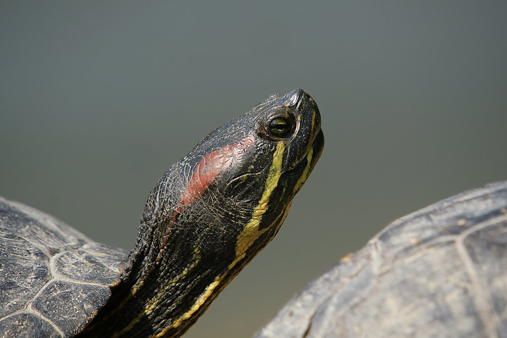 Schildkroete-010.jpg