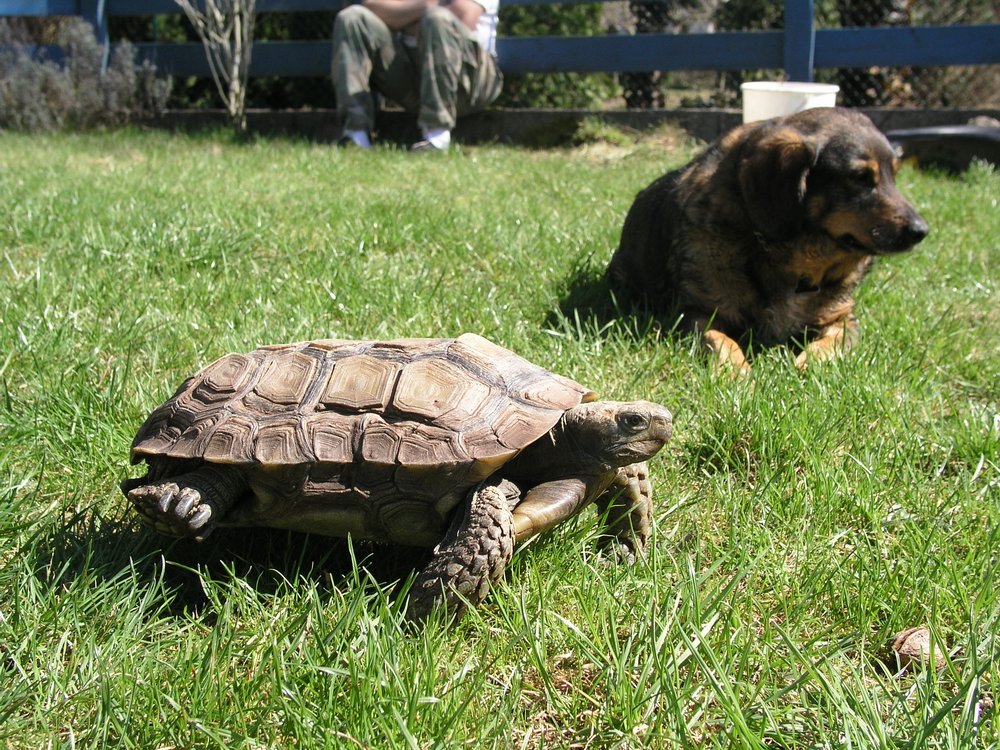 Schildkroete-012.JPG