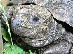 Schildkroete-003.JPG