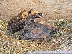 Schildkroete-009.jpg