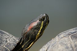 Schildkroete-010.jpg