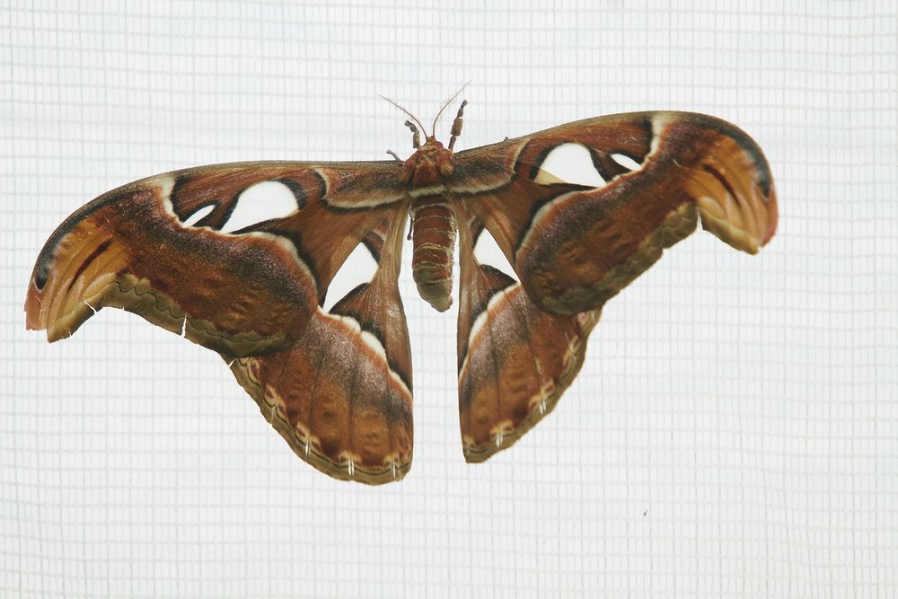 Attacus atlas-1.JPG