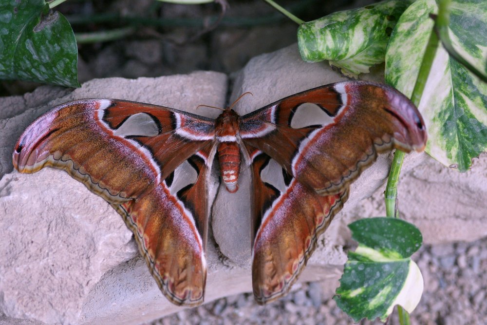 Attacus atlas.jpg