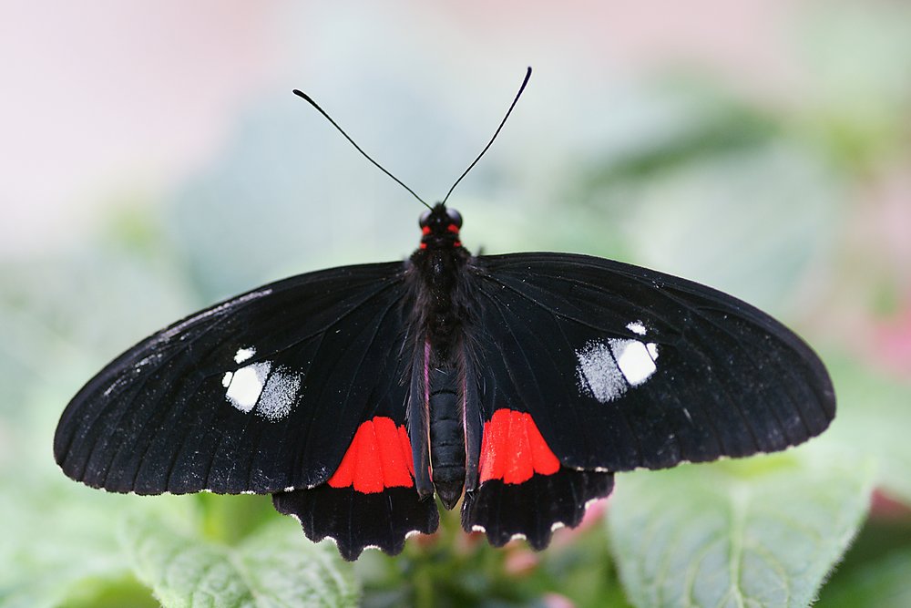 Biblis hyperia-a.jpg