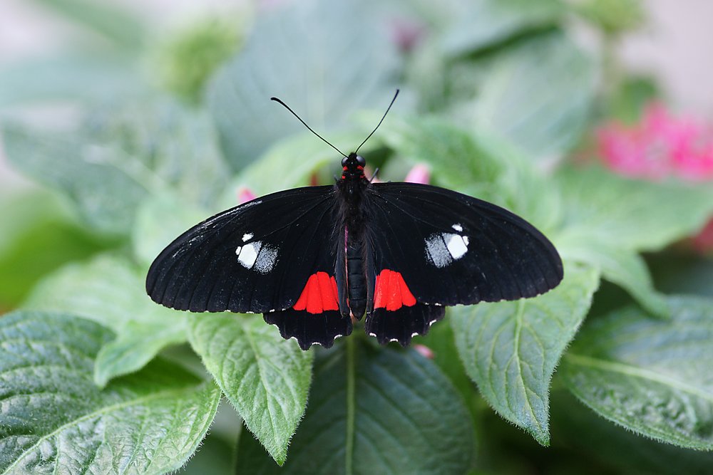 Biblis hyperia.jpg