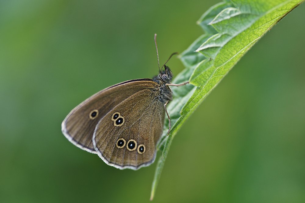 Brauner Waldvogel (Aphantopus hyperantus).jpg