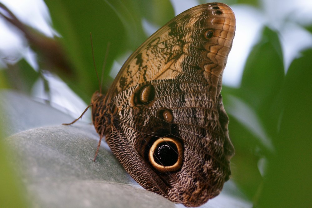 Caligo memnon.jpg
