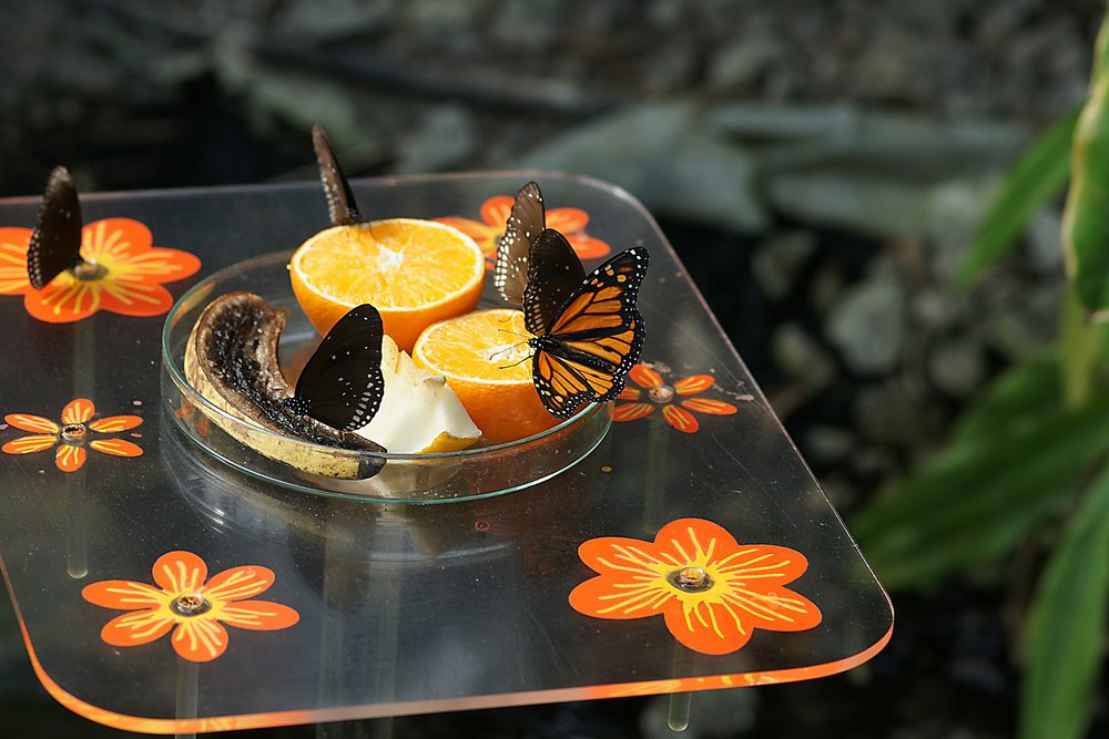 Heliconius hecale.jpg
