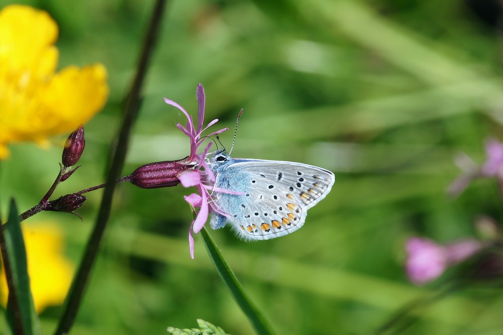 Himmelblauer Blaeuling-002.JPG
