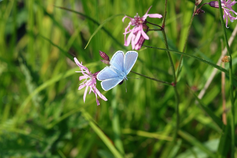 Himmelblauer Blaeuling-004.JPG