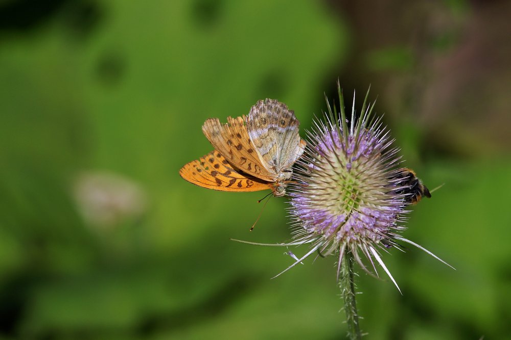 Kaisermantel (Argynnis paphia).jpg