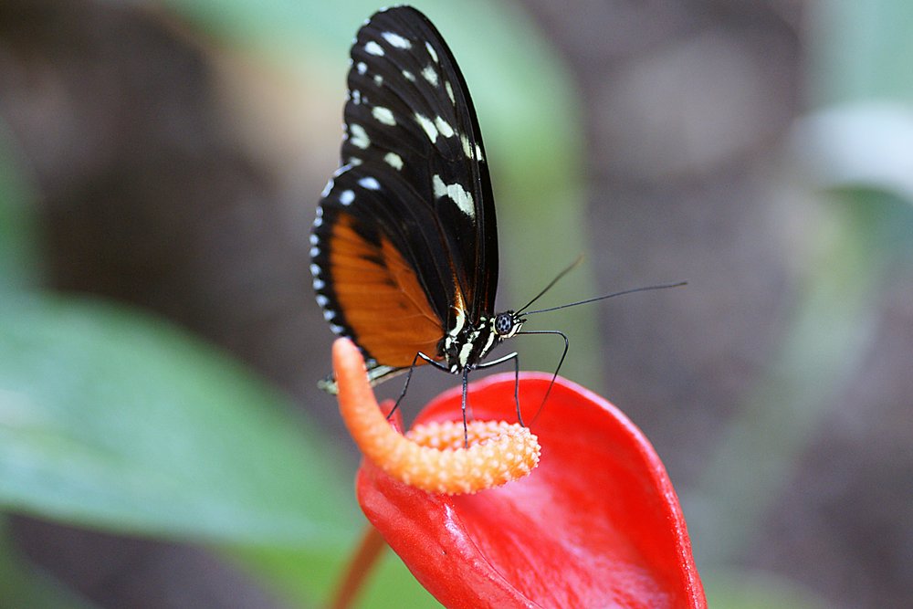 Monarchfalter (Danaus plexippus)-a.jpg