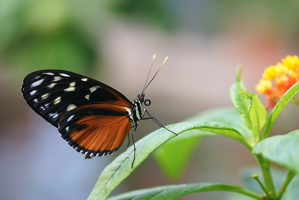 Monarchfalter (Danaus plexippus)-b.jpg