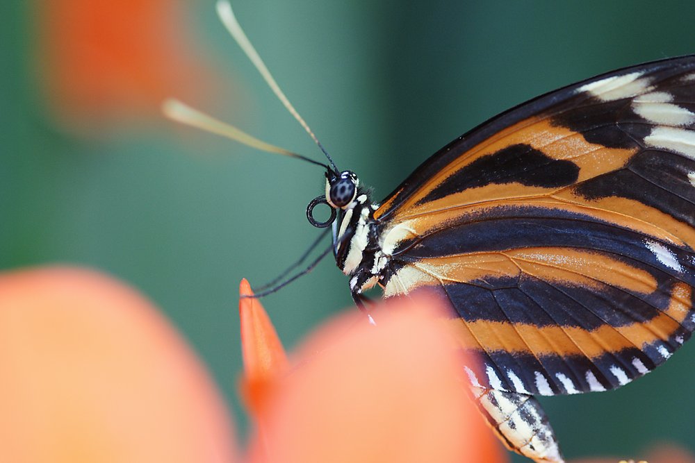 Monarchfalter (Danaus plexippus).jpg