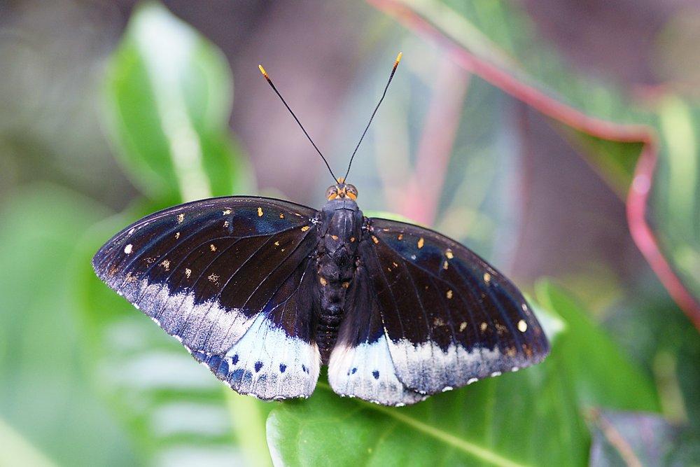 Schmetterling-105.jpg