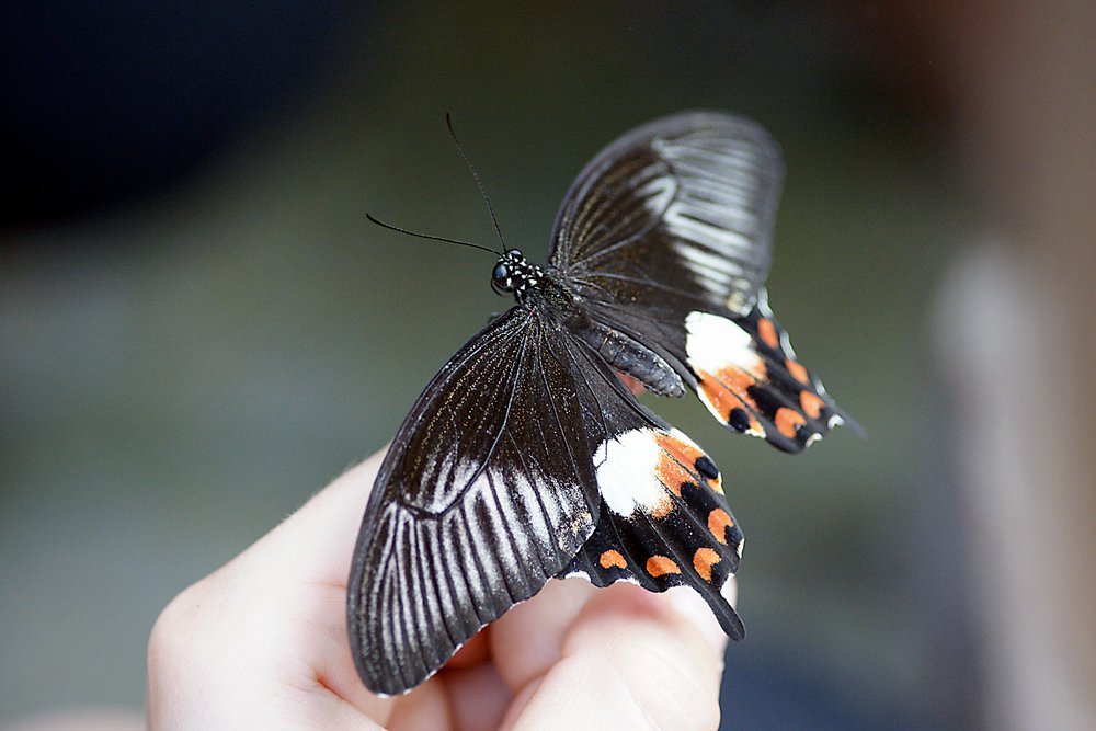 Schmetterling-108.jpg