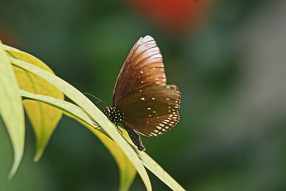 Schmetterling-117.jpg