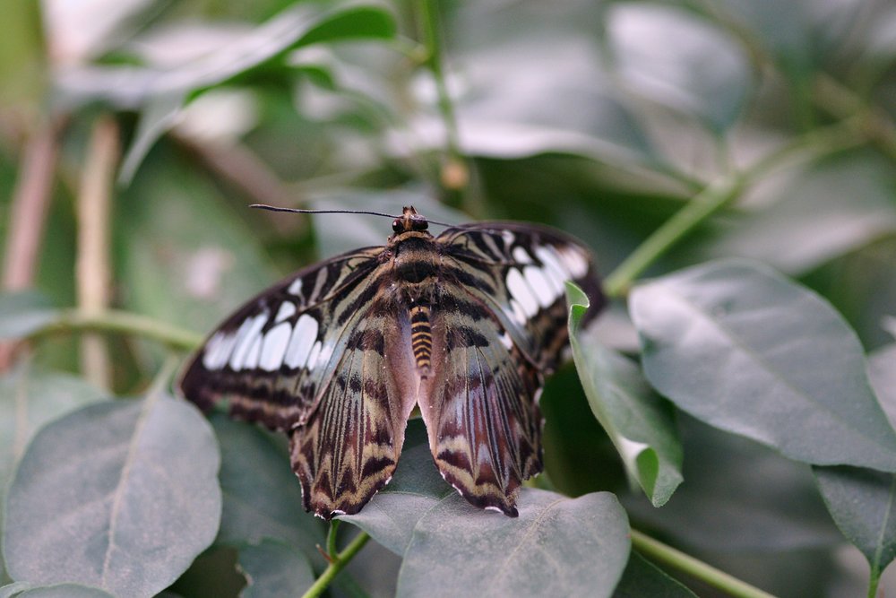 Schmetterling-119.jpg