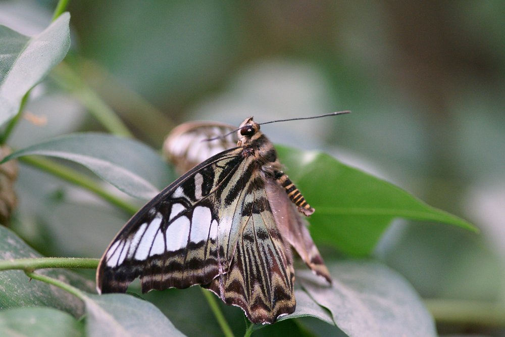 Schmetterling-120.jpg