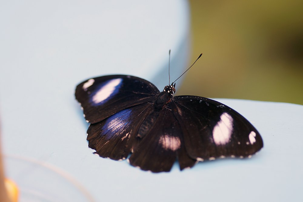 Schmetterling-126.jpg