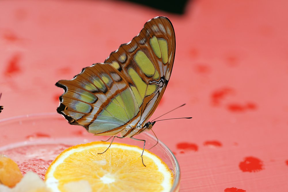 Siproeta stelenes.jpg