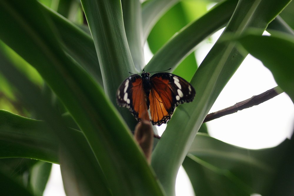 Tiger-Passionsfalter (Heliconius ismenius).jpg