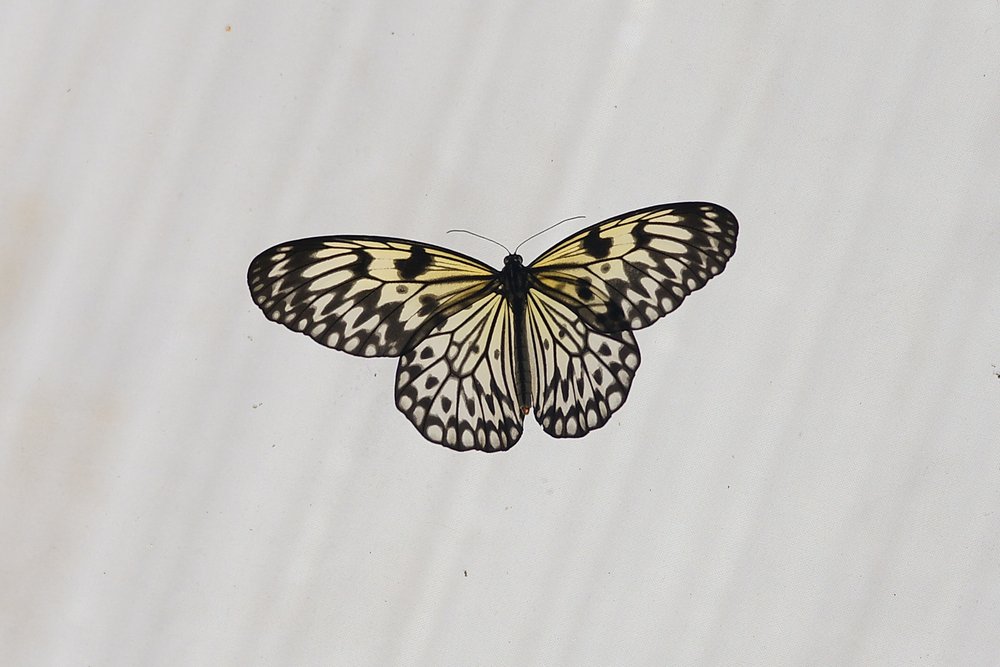 Weiße Baumnymphe (Idea leuconoe)-1.jpg