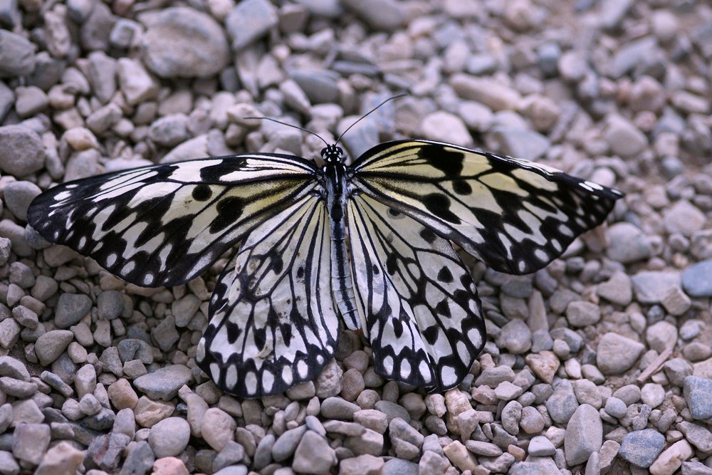 Weiße Baumnymphe (Idea leuconoe).jpg