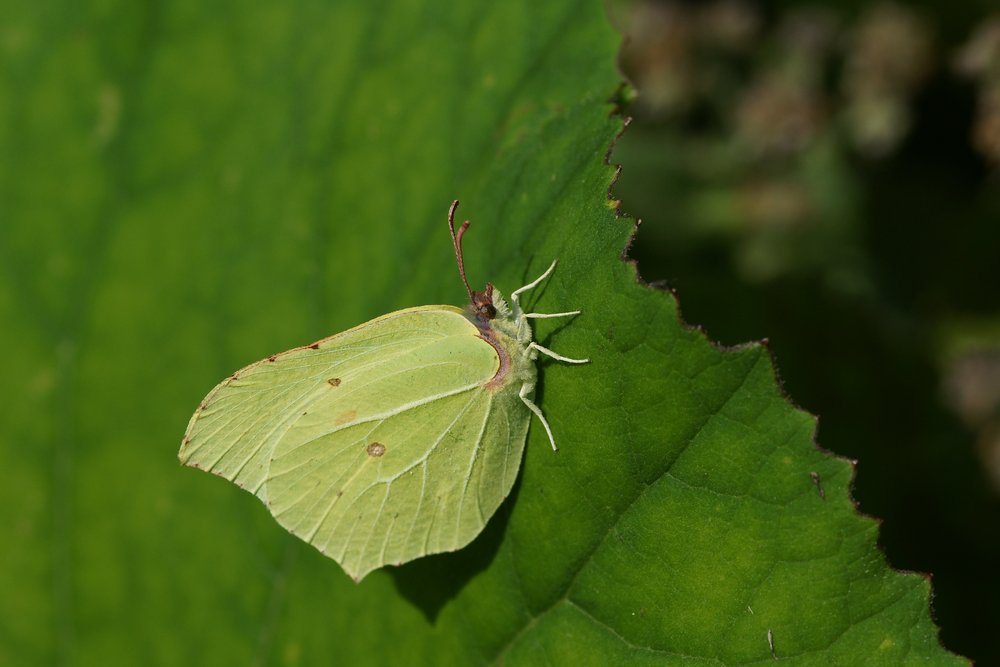 Zitronenfalter (Gonopterys rhamni)-001.jpg