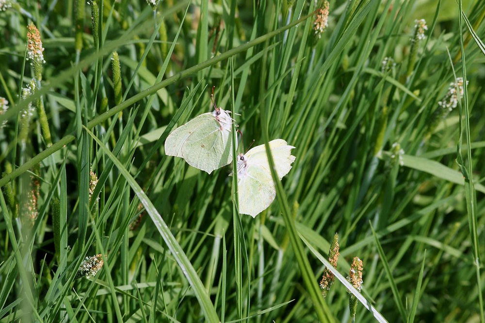 Zitronenfalter (Gonopterys rhamni)-002.jpg