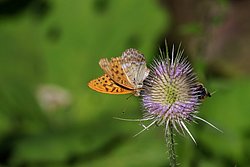 Kaisermantel (Argynnis paphia).jpg