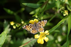 Landk�rtchen (Araschnia levana)-001.JPG