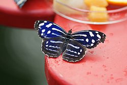 Myscelia cyaniris.jpg
