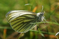 Rapswei�ling-003.jpg