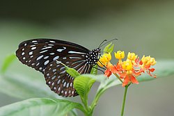 Schmetterling-102.jpg