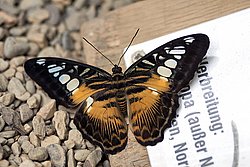Schmetterling-104.jpg